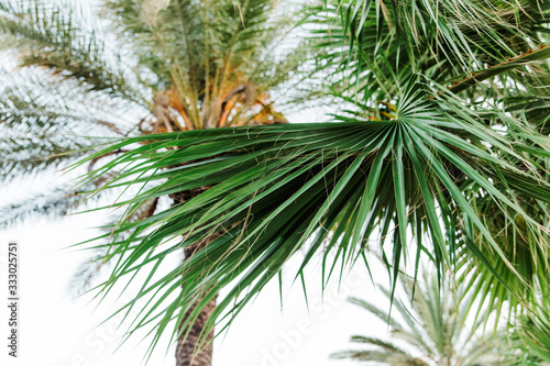 Tropical palm tree with sun light.Summer beach background © Kolomiiets Viktoriia