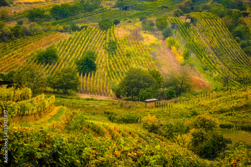 Fototapeta Naklejka Na Ścianę i Meble -  Landscape view of beautiful vintage vineyards and hills with colorful foliage