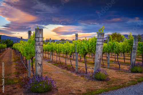 Landscape view of beautiful vintage vineyard during colorful sunset, New Zealand photo