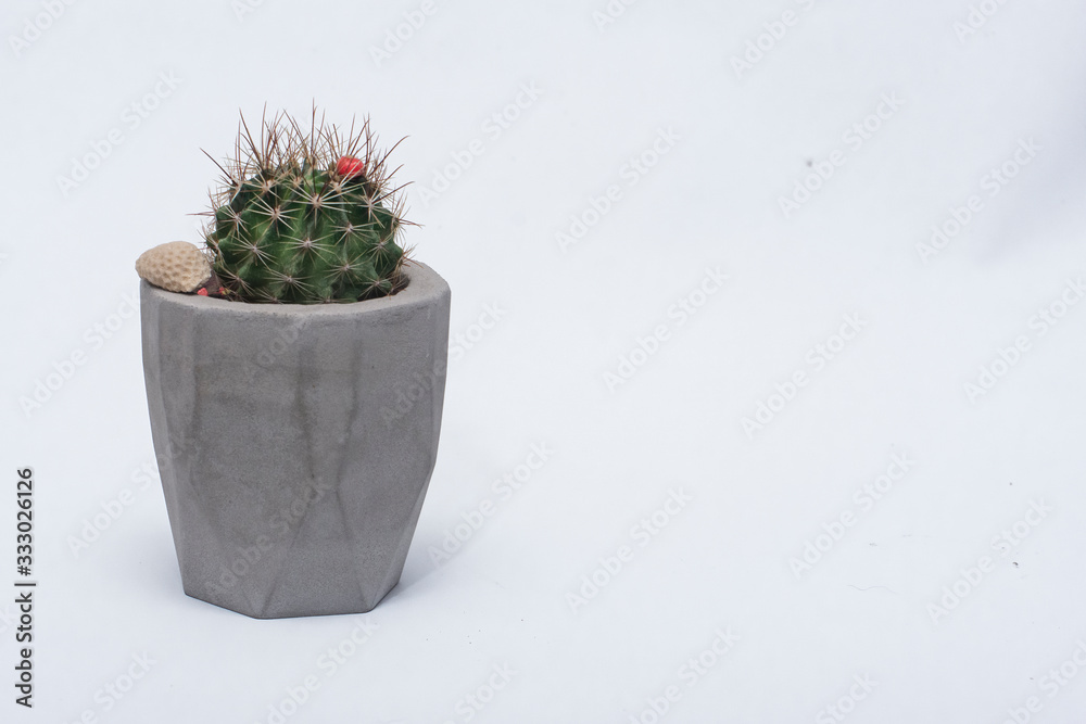 Cactus en maceta gris sobre fondo blanco Cactus en maceta gris sobre fondo blanco