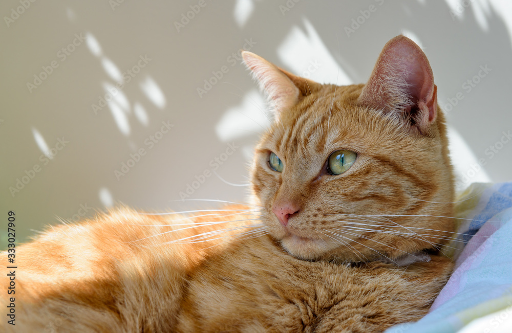 Ginger Cat Staring