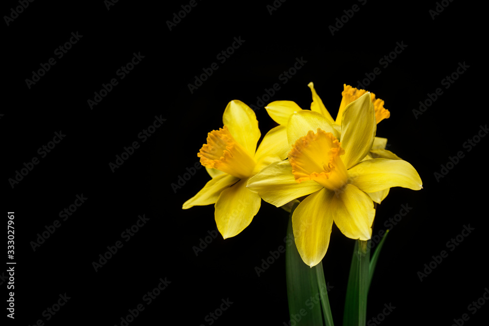 Three Daffodils on Black Three Daffodils on Black