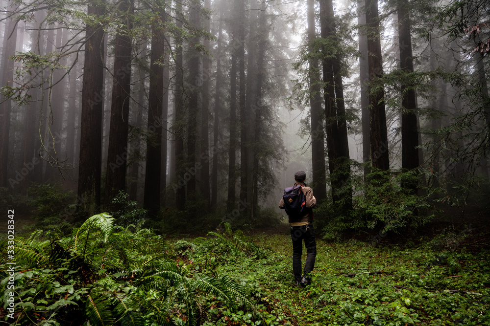 Figure walking through green plants twords grove of foggy trees Figure walking through green plants twords grove of foggy trees