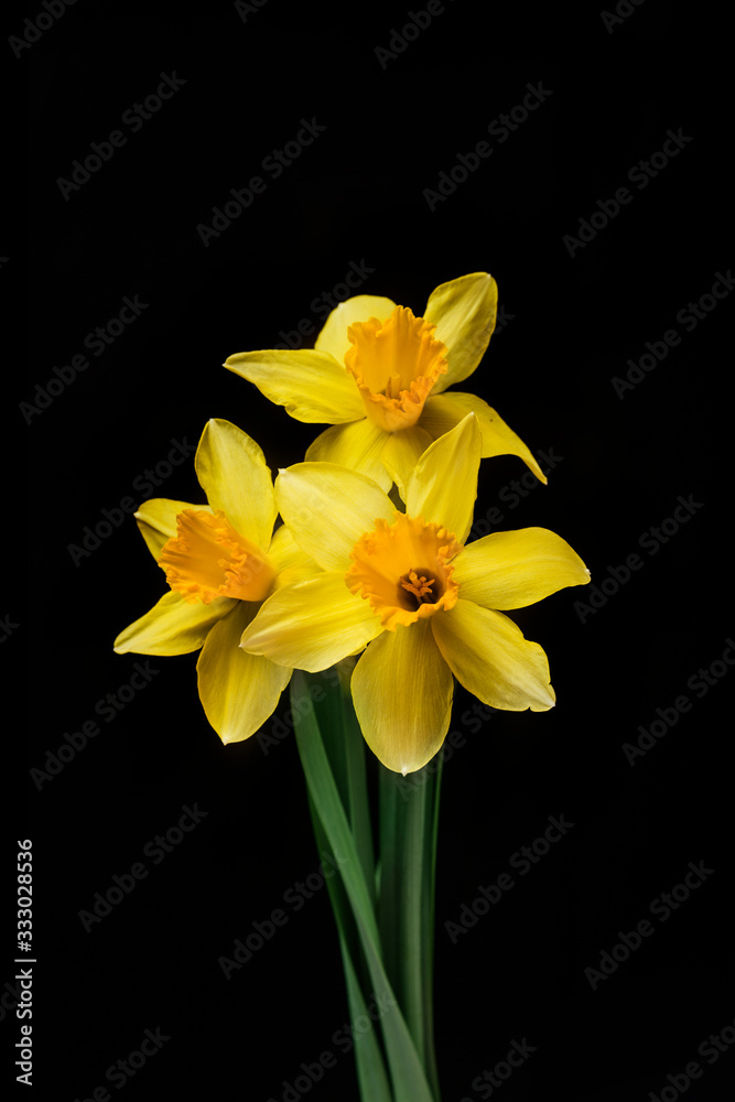 Fototapeta premium Horizontal on black of daffodil trio