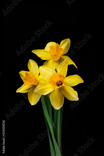Horizontal on black of daffodil trio