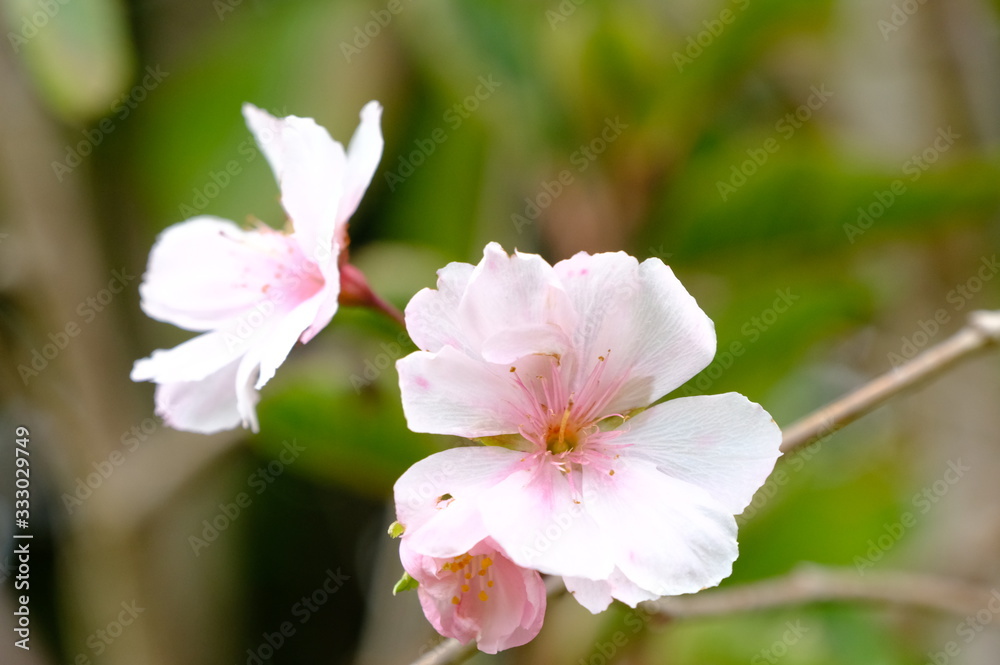 Pink flower bloom close up on white background