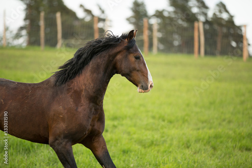 Brown horse runs in paddock with coniferous forest on background 