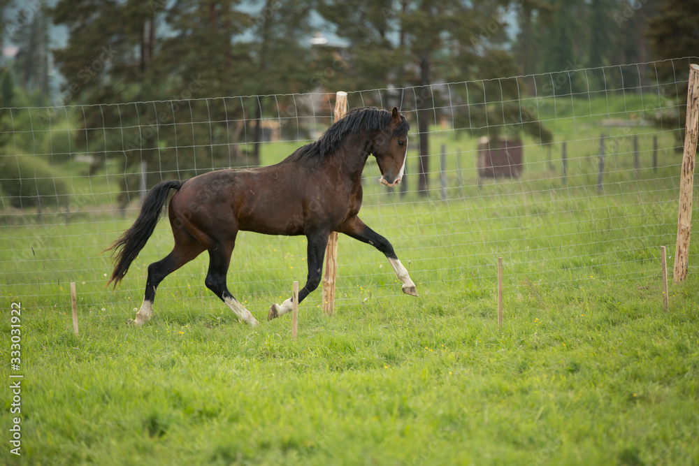 Fototapeta premium Brązowy koń biegnie w padoku z lasem iglastym na tle