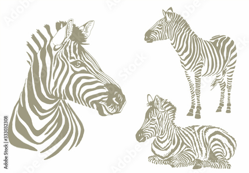 Graphical color set of zebra isolated on white background, vector illustration