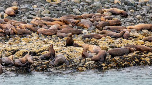  Sea Lion colony  resting on the rocks near Juneau, Alaska.  © kpeggphoto
