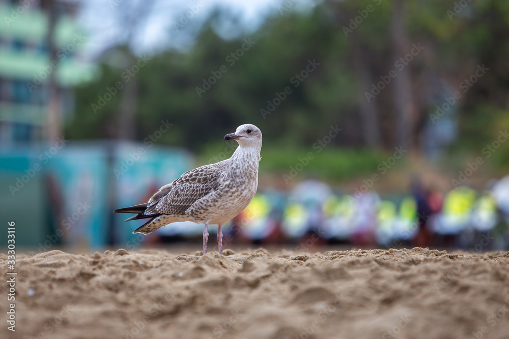 White and gray seagull bird on sand beach shore. White and gray seagull bird on sand beach shore.