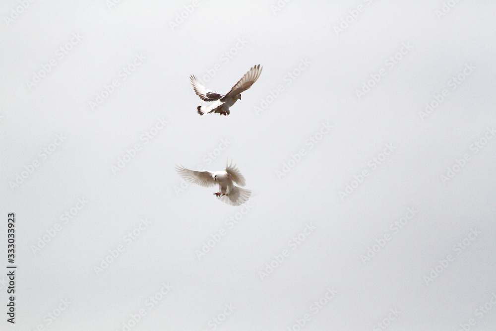 Fototapeta birds in flight