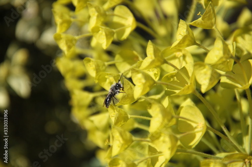 Bee insect and euphorbia spring flower © Estelle R