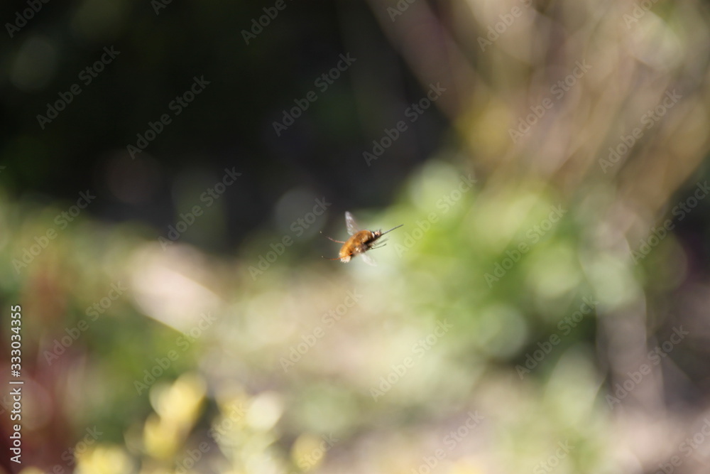 Golden Sphingidae rare bumblebee on the grass leaves