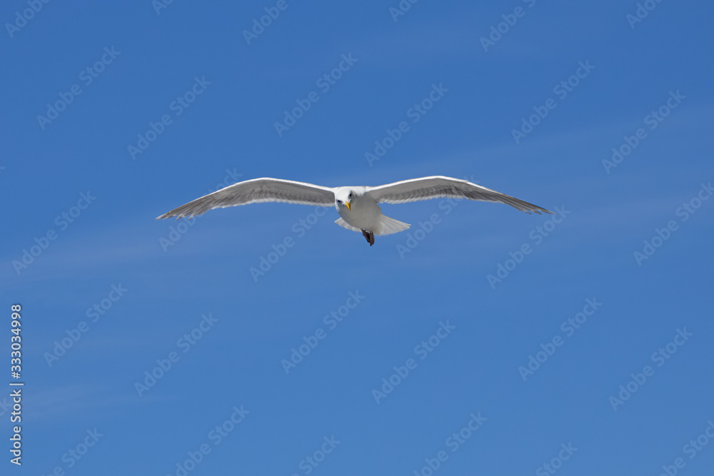 Seagull flying over the ocean looking down at the passing boats with a clear blue sky in the background Seagull flying over the ocean looking down at the passing boats with a clear blue sky in the background