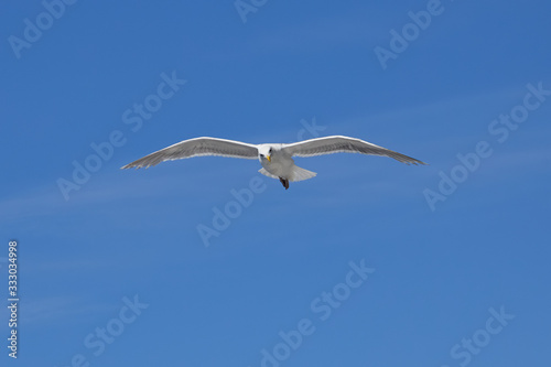 Seagull flying over the ocean looking  down at the passing boats with a clear blue sky in the background 