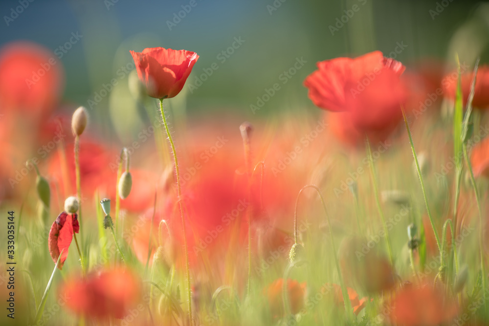 Obraz premium field of red poppies