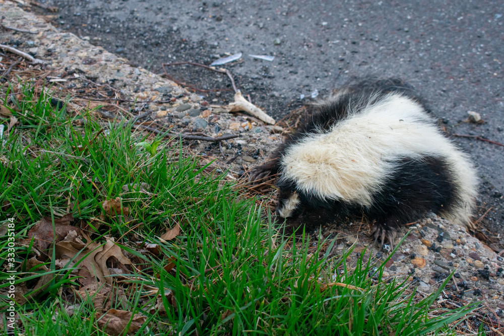 Naklejka premium A Dead Skunk That Was Trying to Get Out of the Road