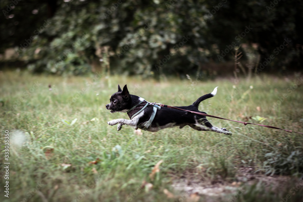 tiny chihuahua mid air run across green grass park with harness tiny chihuahua mid air run across green grass park with harness