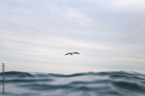 Flying Seagull  Australia
