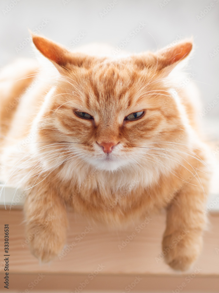 Close up portrait of cute ginger cat. Fluffy pet is staring in camera. Domestic kitty sitting on table.