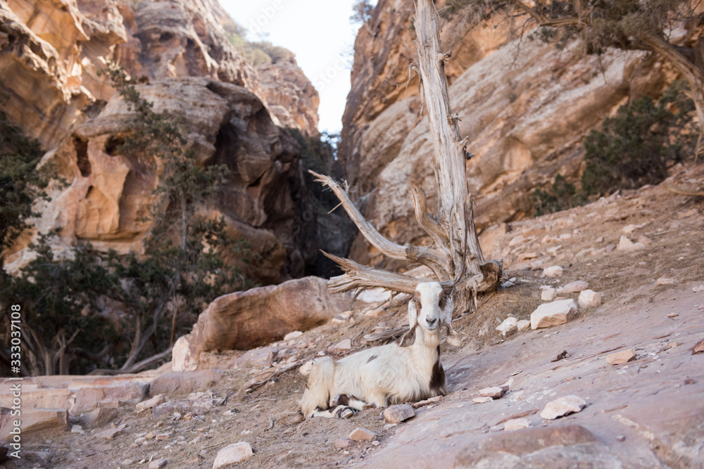 Shaggy goat rests in the shade Shaggy goat rests in the shade