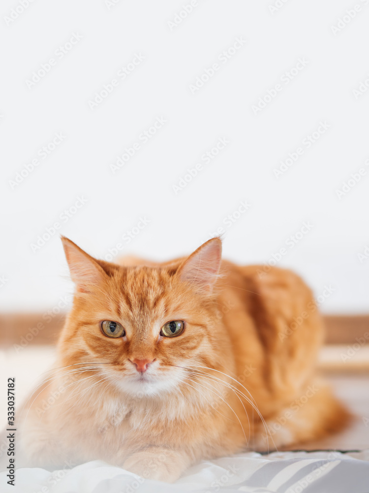 Cute ginger cat lying in bed. Fluffy pet is staring in camera. Background with copy space. Cute ginger cat lying in bed. Fluffy pet is staring in camera. Background with copy space.