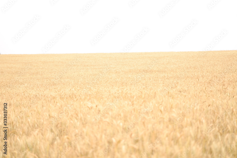 Campo de trigo