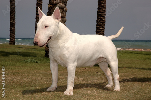 Adult Bull Terrier Standard White Color near to the sea