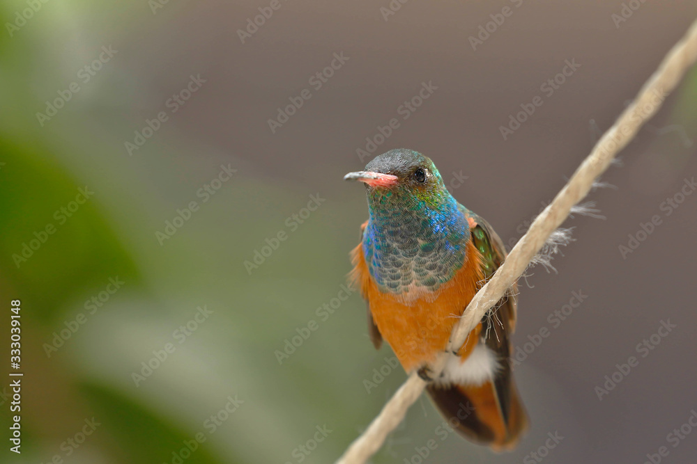 Fototapeta premium Amazilia hummingbird (Amazilia amazilia) in the foreground and resting peacefully