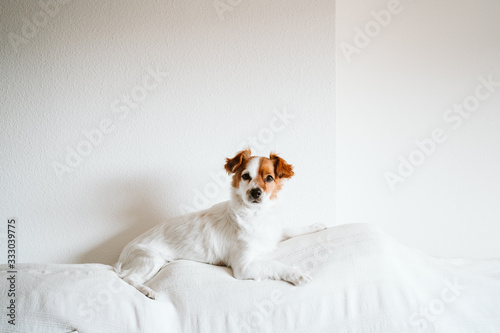 cute jack russell dog on the sofa with letter board with STAY HOME message. Pandemic coronavirus covid-19 concept