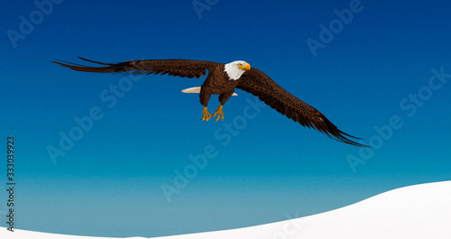 bald eagle is passing by on white snow