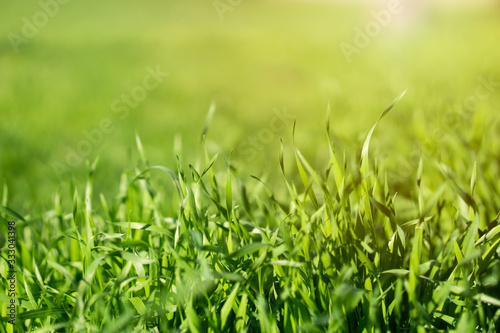 green grasses growing in spring season with sunlight