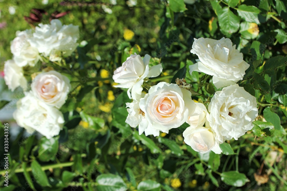 bouquet of white roses bouquet of white roses