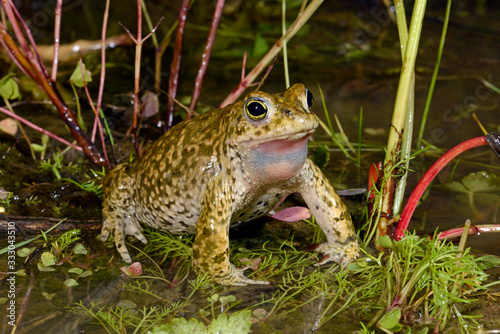  Natterjack toad  / Kreuzkröte (Epidalea calamita, Bufo calamita) photo