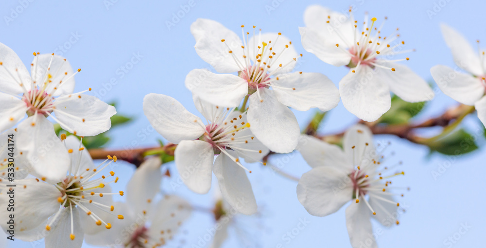 Flowering branch of fruit tree. Cherry blossomed in the spring.