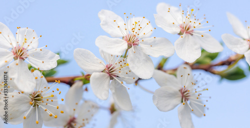 Flowering branch of fruit tree. Cherry blossomed in the spring.