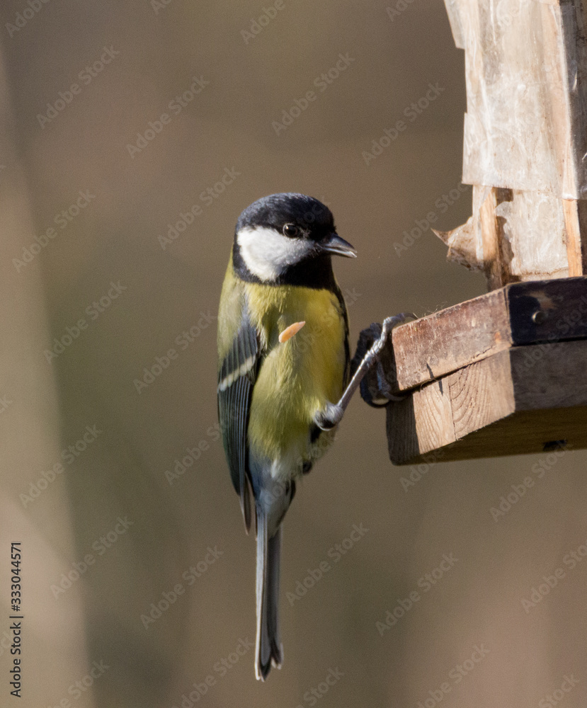 Naklejka premium Great tit on feeder with seed falling