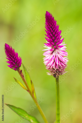 celosia argentea from Sierra Leone a purple wildflower