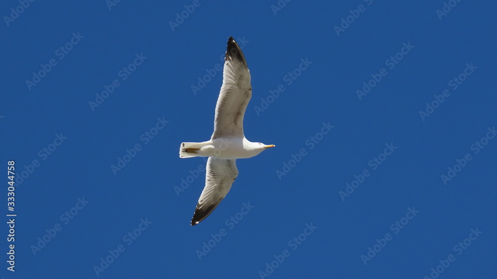 Flying seagull over the adria sea in croatia dalmatia Flying seagull over the adria sea in croatia dalmatia