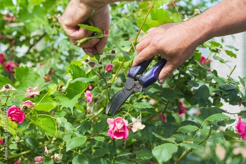 Gardeners hands with secateurs cutting off wilted flowers on rose bush