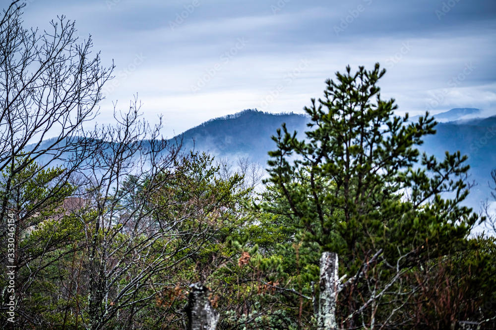 trees in the mountains trees in the mountains