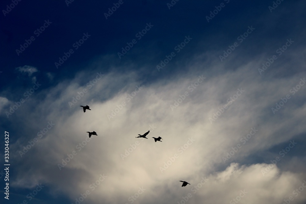 flock of birds flying in the blue sky