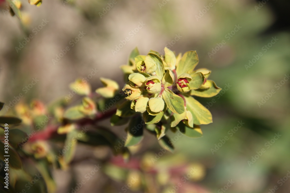 Euphorbia characias spring flower blossom Euphorbia characias spring flower blossom