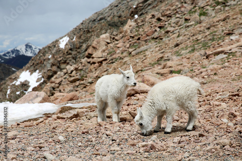 Family of Mountain Goats on top of the Mountain Evans in Colorado