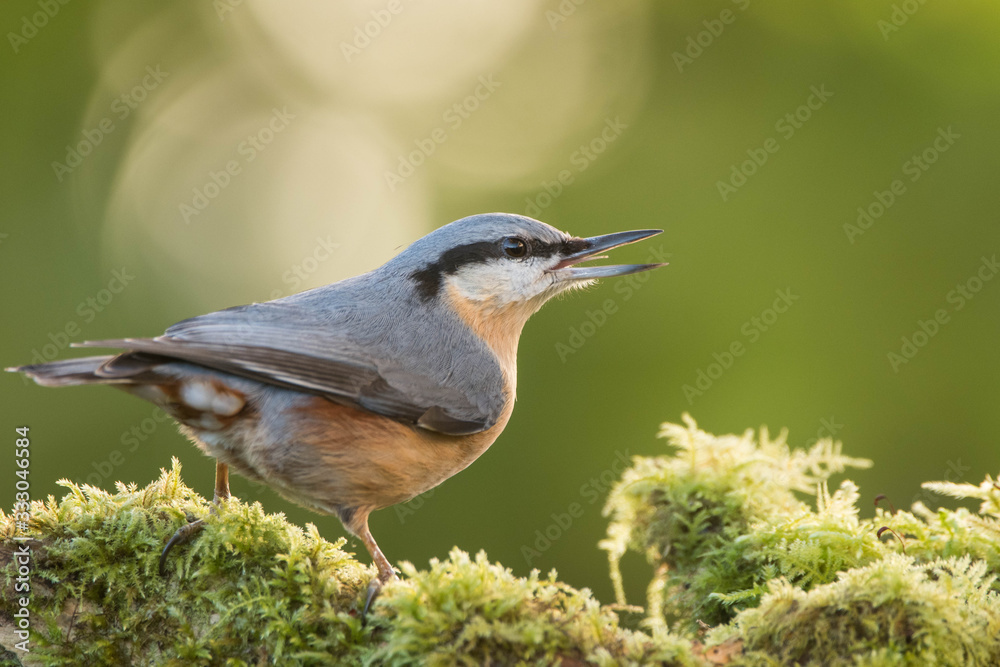 Fototapeta premium An eurasian nuthatch (Sitta europaea)