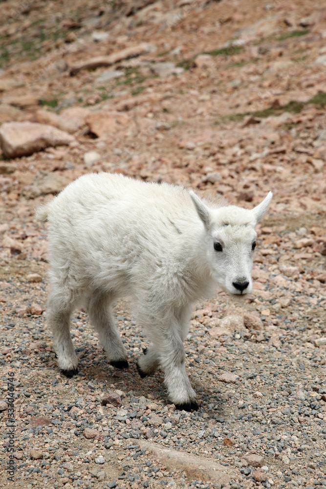 Baby Mountain Goat on top of the Mount Evans in Colorado Baby Mountain Goat on top of the Mount Evans in Colorado
