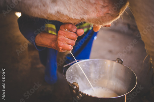 Canvas Print Close up image of a farmer milking a cow by hand