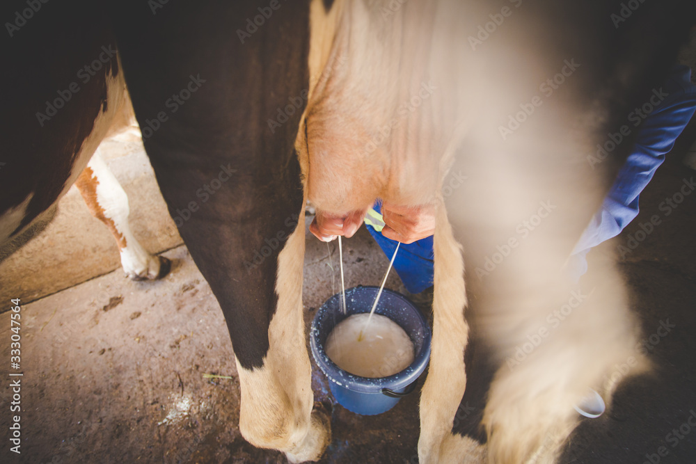 Close up image of a farmer milking a cow by hand Close up image of a farmer milking a cow by hand