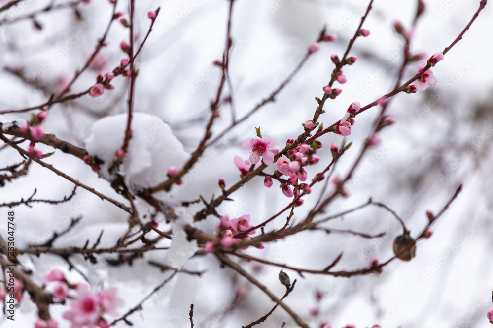 Snow and peach flowers. Blossoming branches covered with ice Snow and peach flowers. Blossoming branches covered with ice